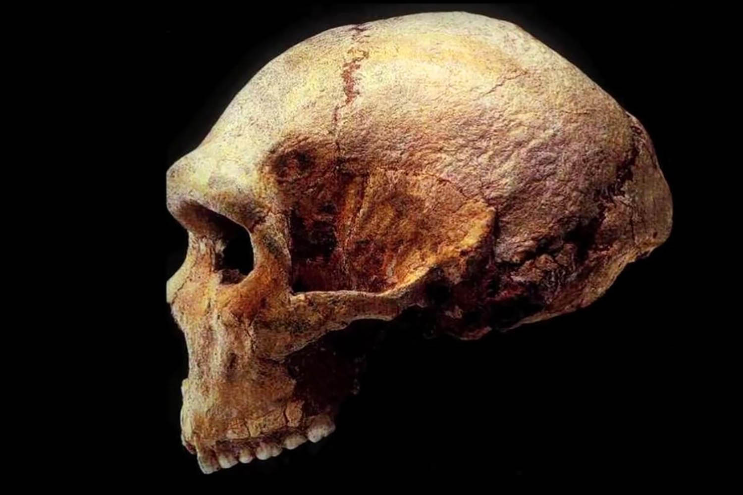O σύγχρονος άνθρωπος προέρχεται από την Ελλάδα πριν 17.000.000 εκατ. χρόνια